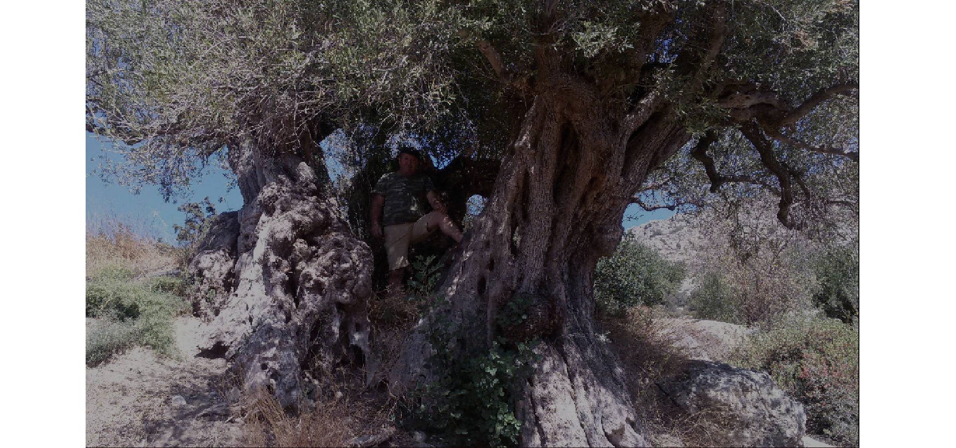 A man on an olive tree