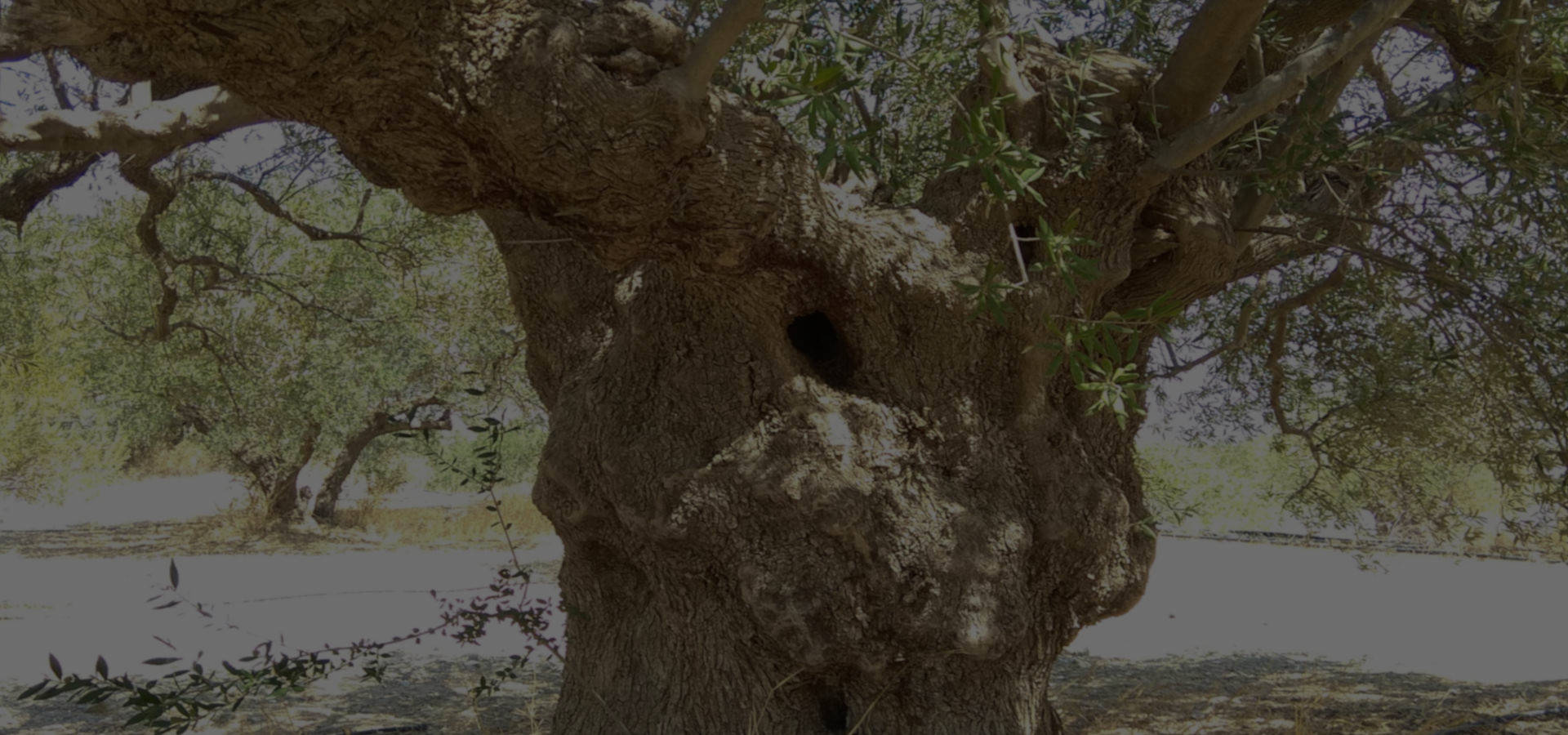 An ancient olive tree