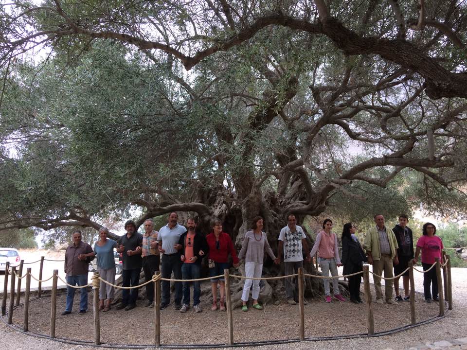 Ancient tree surrounded by a chain of people holding hands