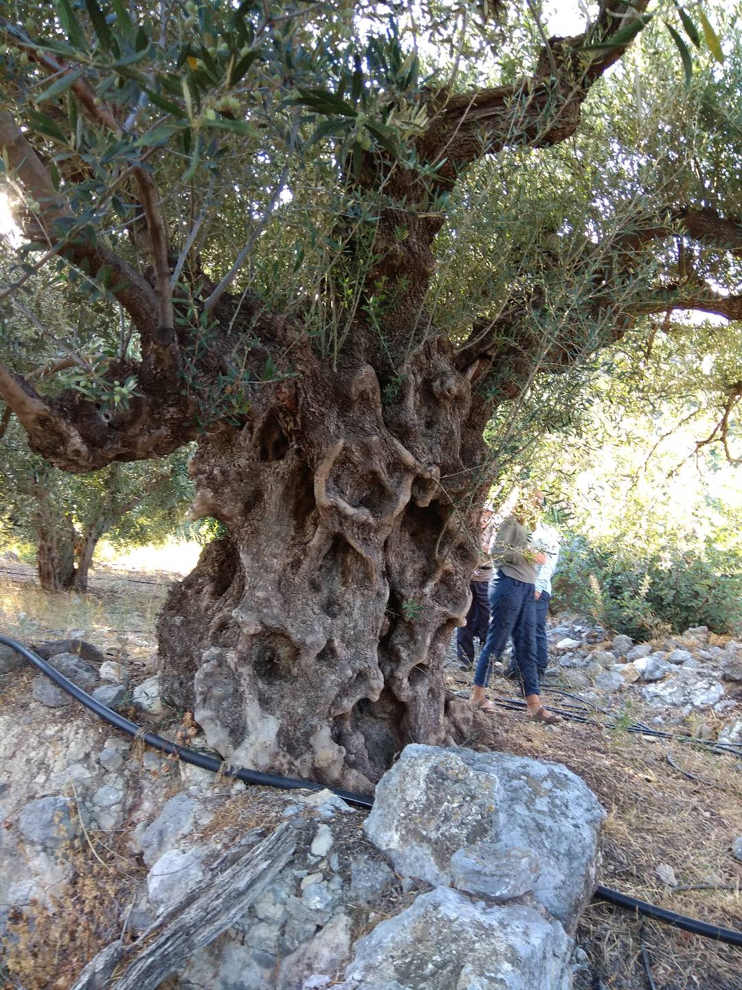 Αρχαία Ελιά