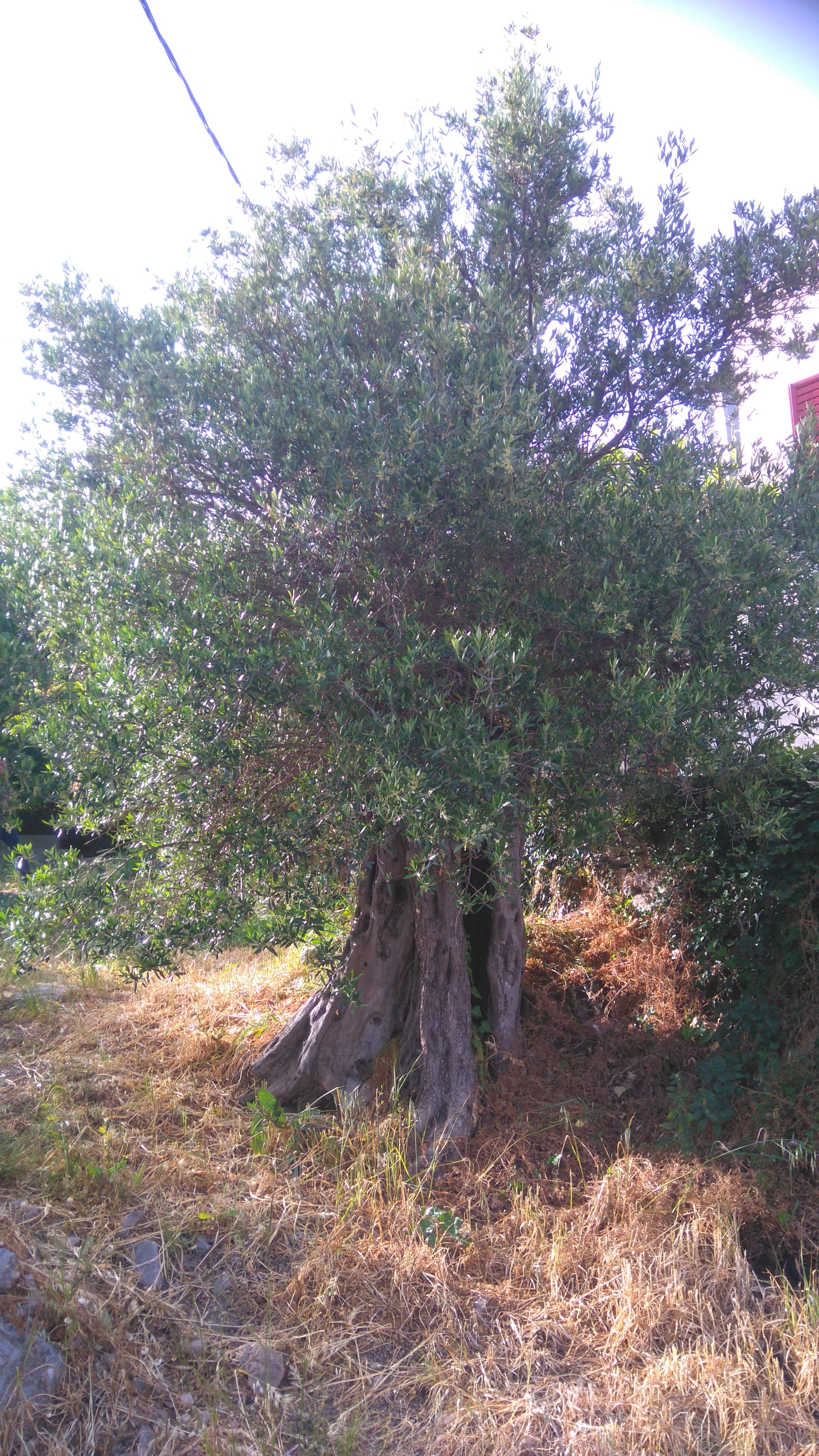 Ancient Olive Tree